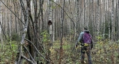 Роспотребнадзор отчитался о ситуации с клещами в Кировской области